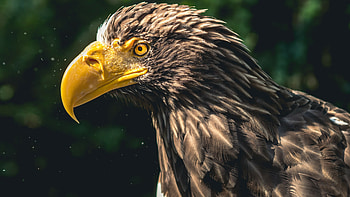 Mighty eagle , Impressive bird ry, Captivating visuals, Mesmerizing beauty HD wallpaper