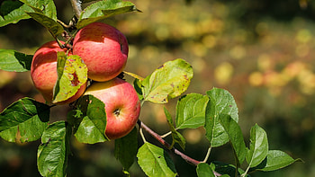 Apple tree , Lush greenery, Fruits in abundance, Nature's beauty HD wallpaper