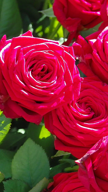 Rose Flower, Red Roses, Garden Background HD phone wallpaper