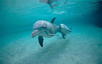 Baby dolphin , and , Mobile backgrounds, Dolphin-themed HD wallpaper