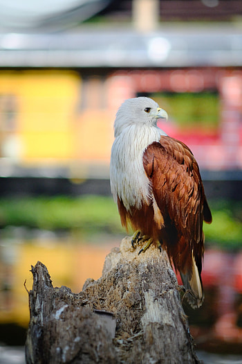 Animals, Bird, Brown, Wildlife, Eagle HD phone wallpaper