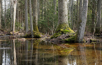 Landscape, Trees HD wallpaper