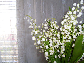 Spring Flower, white, room, graphy, flower, bulgaria, nature HD wallpaper