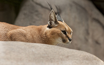 Animals, Wildcat, Wild Cat, Steppe Lynx, Caracal HD wallpaper