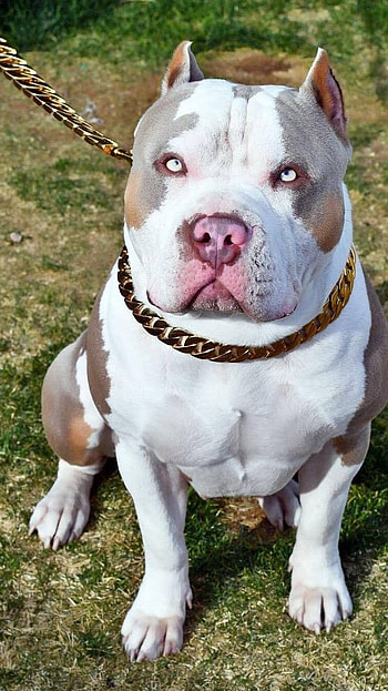 Pitbull Dog, White Pitbull HD phone wallpaper