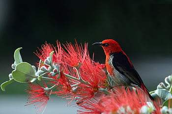 Close-up of a Scarlet Honeyeater perched on vibrant red flowers, showcasing nature's vivid colors. HD wallpaper