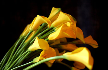 Flowers, Bouquet, Black Background, Calla, Callas, Sharpness HD wallpaper