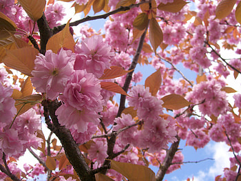 Flowers, spring HD wallpaper