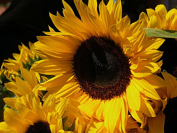 Some of us are brilliant, sunshine, divine, magnificent, sunflower, sunflowers, light, brilliant, bright, yellow, happy, happiness, sun, forever HD wallpaper