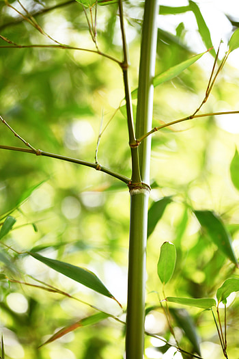 Nature, Leaves, Plant, Bamboo HD phone wallpaper
