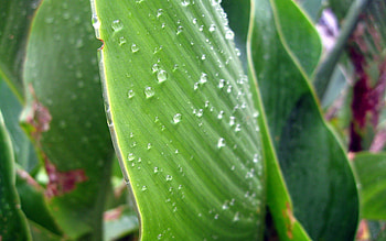 Drops, Plant, Macro, Surface, Dew HD wallpaper