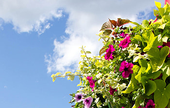 Flowers, blue, bunch, colour, flower, clouds, sky, sun, cloud HD wallpaper