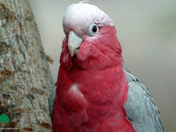 adi, birds, animals HD wallpaper