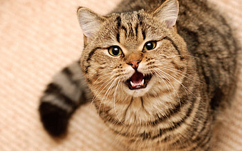 Animals, Cat, Fluffy, Muzzle, Sight, Opinion HD wallpaper