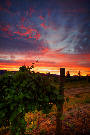 Nature, Sunset, Grass, Vineyard HD phone wallpaper