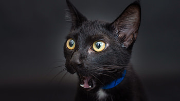 Wow!, animal, black, pisici, eyes, face, funny, cat, surprise HD wallpaper