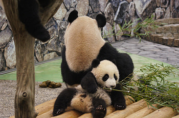 Animals, Grass, Pandas, To Lie Down, Lie, Relaxation, Rest HD wallpaper