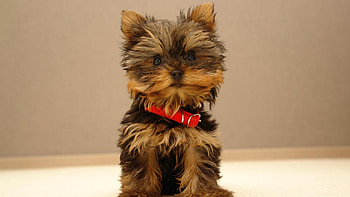dog, animal, puppy, pic HD wallpaper