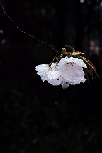 Bloom, Flowers, Drops, Flower, Petals, Flowering, Branch HD phone wallpaper