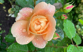 Rose, Latvia, orange, macro HD wallpaper