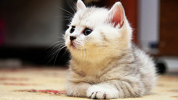 Sweet grey kitten , gallery blinds, Grey kitten HD wallpaper
