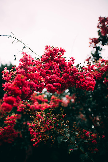 Flowers, Leaves, Pink, Bush, Bloom, Flowering HD phone wallpaper