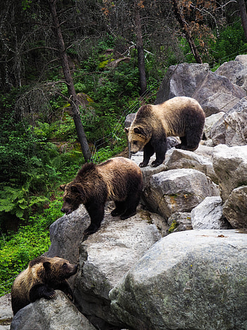 Animals, Stones, Bears, Predator, Brown Bear HD phone wallpaper