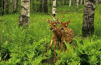 Baby Deer, nature, forest, spring, fawns HD wallpaper