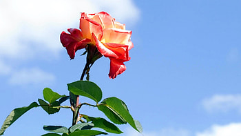 Plants, Flowers, Roses HD wallpaper