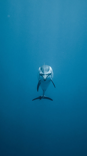 Dolphin, Sea Animals HD phone wallpaper
