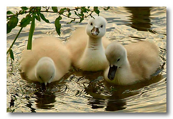 THREE BABIES, baby, three, ducklins, yellow HD wallpaper