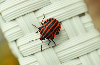 Macro, Surface, Insect, Bug, Beetle HD wallpaper