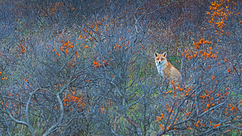 Red fox in Amsterdamse Waterleidingduinen Nature Reserve in the Netherlands, Animal, fox HD wallpaper