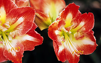 Plants, Flowers HD wallpaper