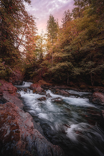 Nature, Water, Rivers, Trees, Stones, Creek, Brook HD phone wallpaper