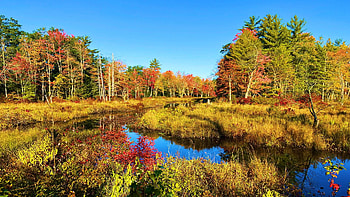 Fall in the state of Maine, river, leaves, autumn, landscape, trees, colors, sky, usa HD wallpaper