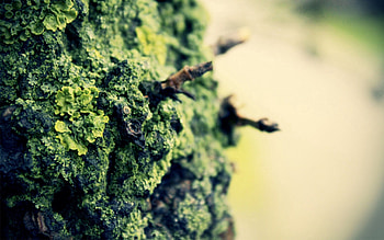 Macro, Glare, Surface, Moss, Bark HD wallpaper