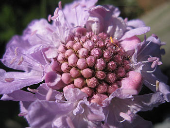 Flower, Macro, Close-Up, Scabious, Scabiosa HD wallpaper