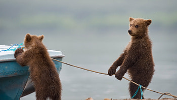 :D, summer, boat, cub, bear, urs, cute, funny, vara HD wallpaper