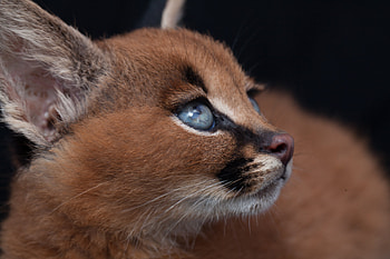 Caracal, Art, Etstkuni, Animal HD wallpaper