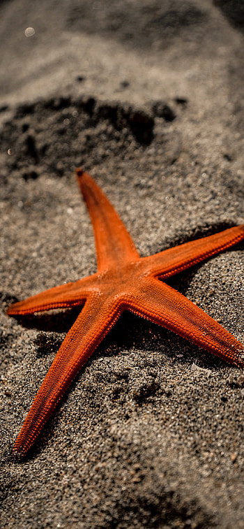 Starfish , 11 pro max HD phone wallpaper