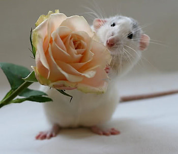 A Rose For You, rose, white, mouse, flower HD wallpaper