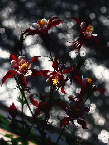 Flowers, Macro, Glare, Blur, Smooth, Bokeh, Boquet HD phone wallpaper