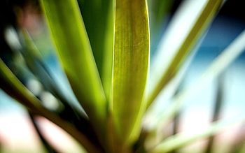 Leaves, Macro, Light, Light Coloured HD wallpaper