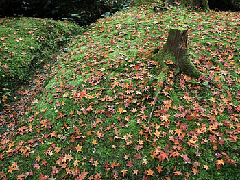 Nature, Grass, Autumn, Leaves, Stump HD wallpaper
