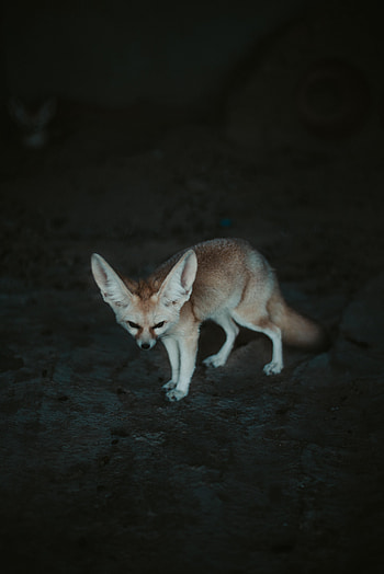 Animals, Fox, Wildlife, Animal, Fenech HD phone wallpaper