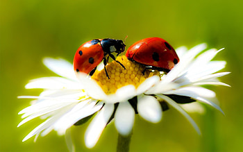 Camomile, Macro, Insect, Ladybug, Crawl, Ladybird, Chamomile HD wallpaper
