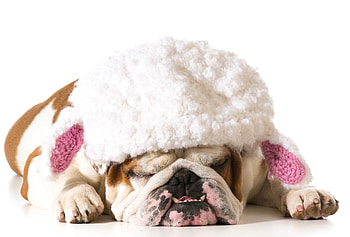 Funny dog, bulldog, animal, dog, pink, white, funny, hat, caine HD wallpaper