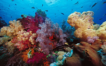 Coral patterns, Colorful coral, Coral life, Marine habitat HD wallpaper