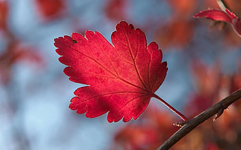 Macro, Sheet, Leaf, Form, Branch, Stripes, Streaks HD wallpaper